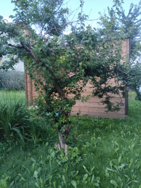 Коллективный сад номер 7, участок 58 в Евпатории - evpatoriya.yutvil.ru - фото 28 Коллективный сад номер 7, участок 58 в Евпатории - evpatoriya.yutvil.ru - фото 28